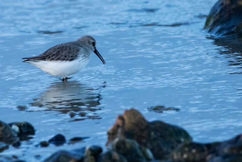 Bécasseau variable en Loire-Atlantique